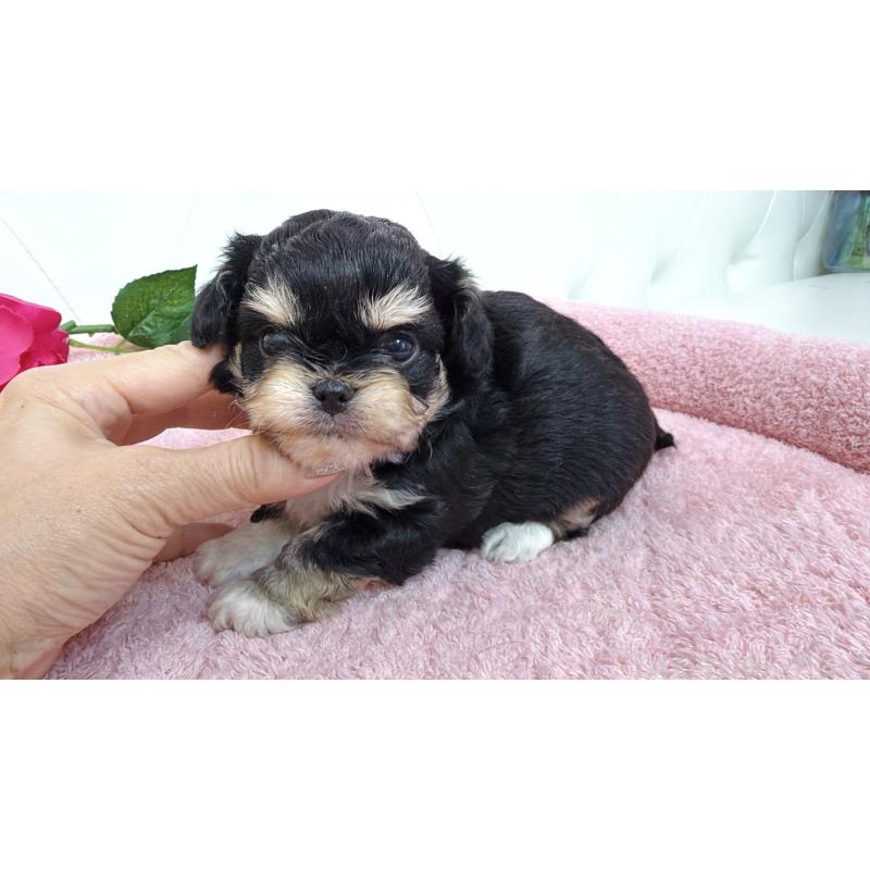 販売中の埼玉県のミックス犬-447442の1枚目