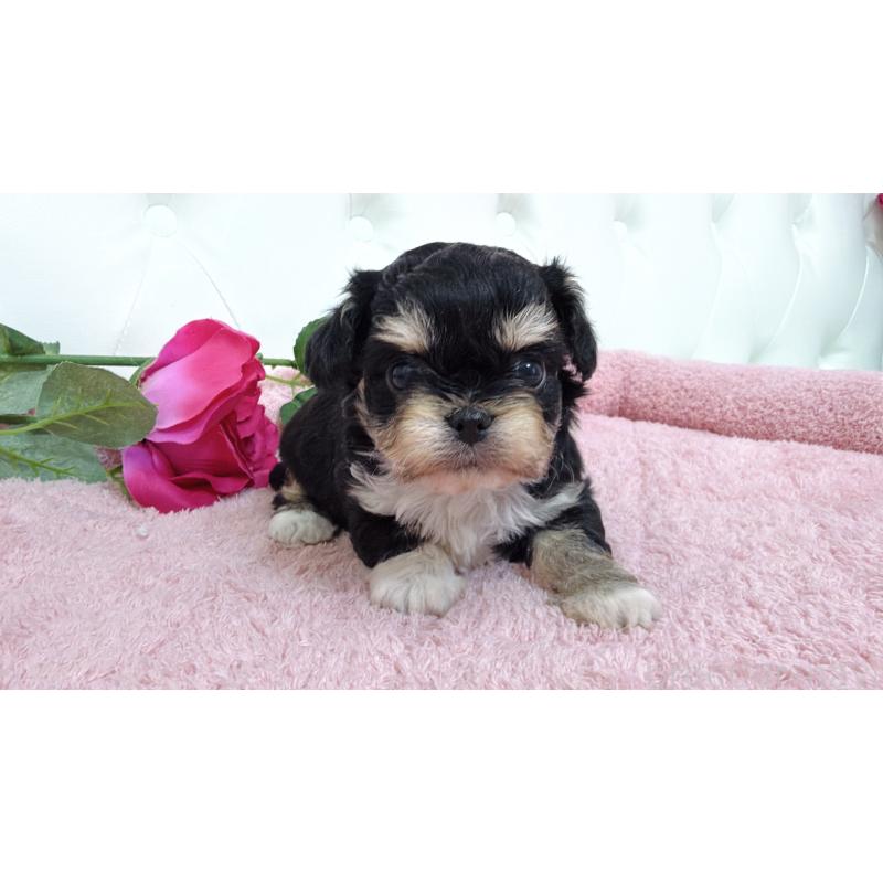 販売中の埼玉県のミックス犬-447442の12枚目