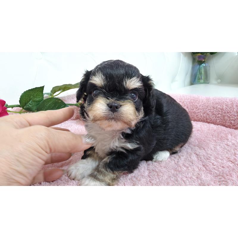 販売中の埼玉県のミックス犬-447442の11枚目