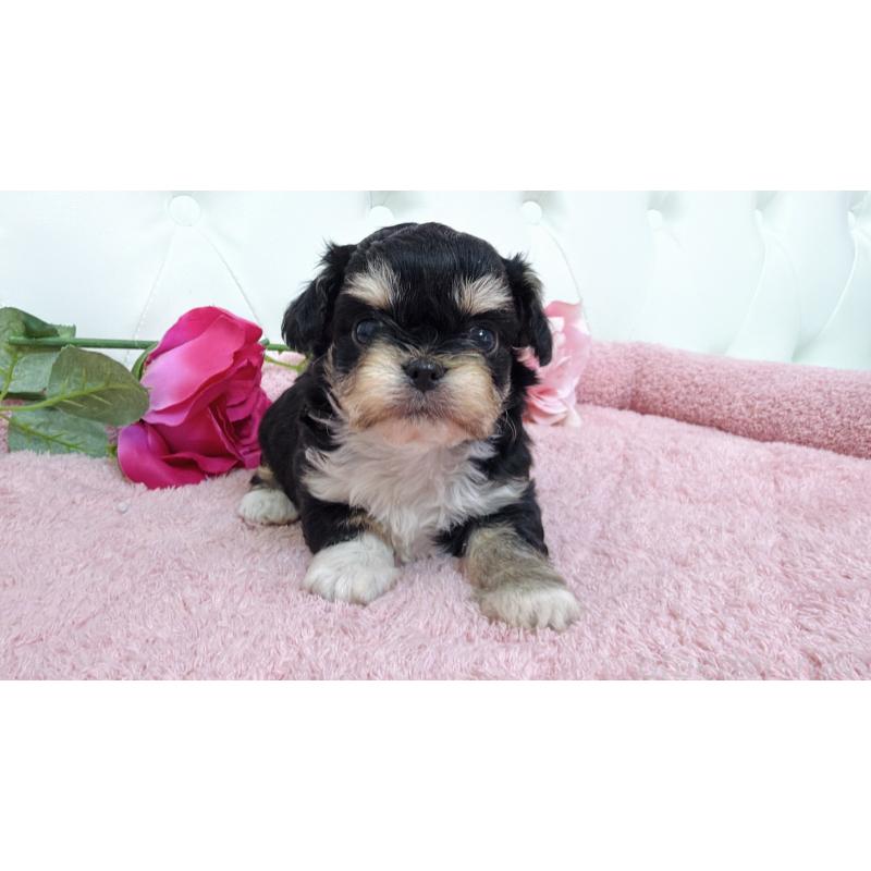 販売中の埼玉県のミックス犬-447442の10枚目