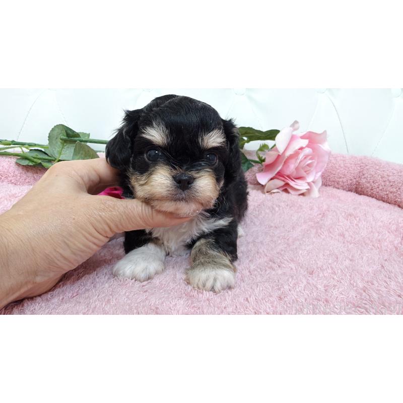 販売中の埼玉県のミックス犬-447442の8枚目