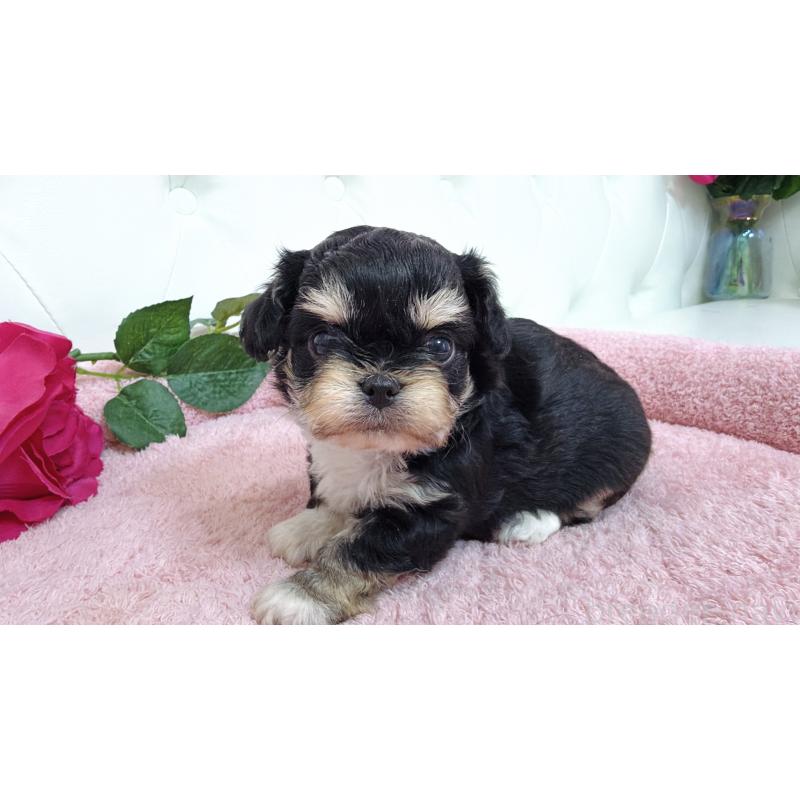 販売中の埼玉県のミックス犬-447442の7枚目