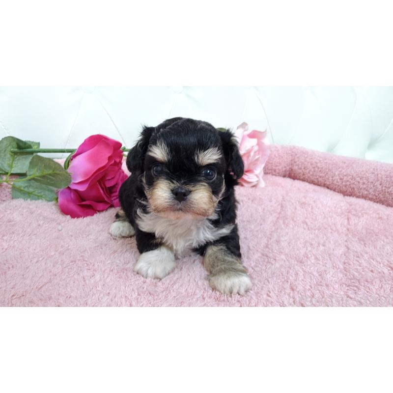 販売中の埼玉県のミックス犬-447442の6枚目