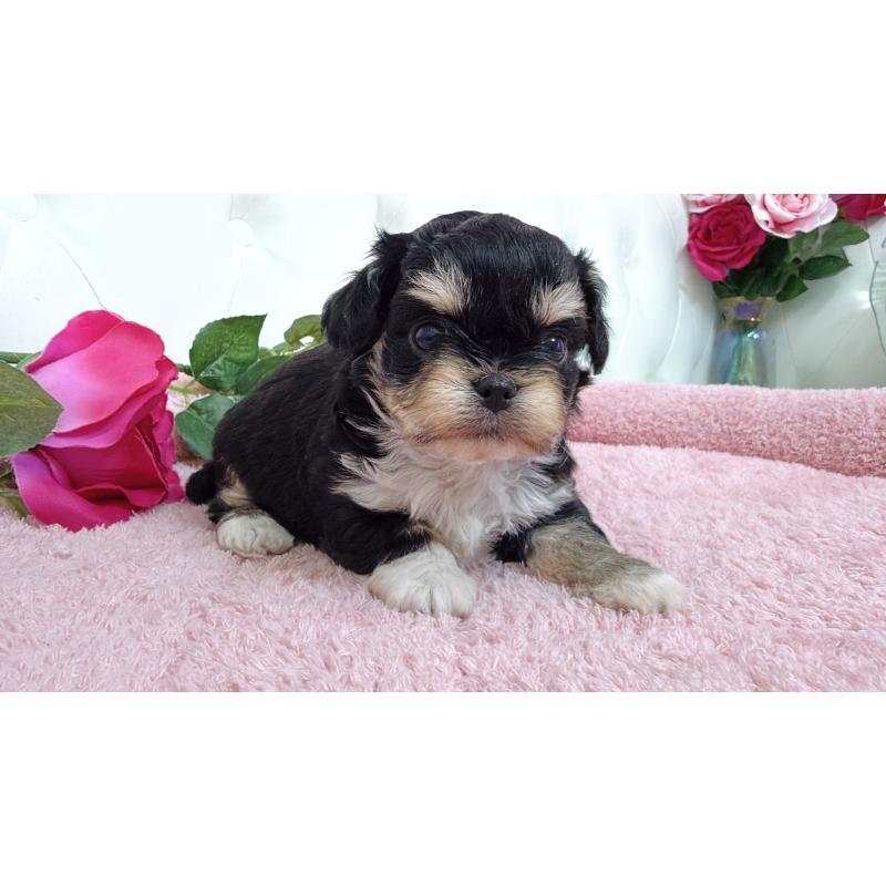 販売中の埼玉県のミックス犬-447442の5枚目