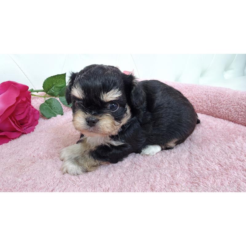 販売中の埼玉県のミックス犬-447442の4枚目