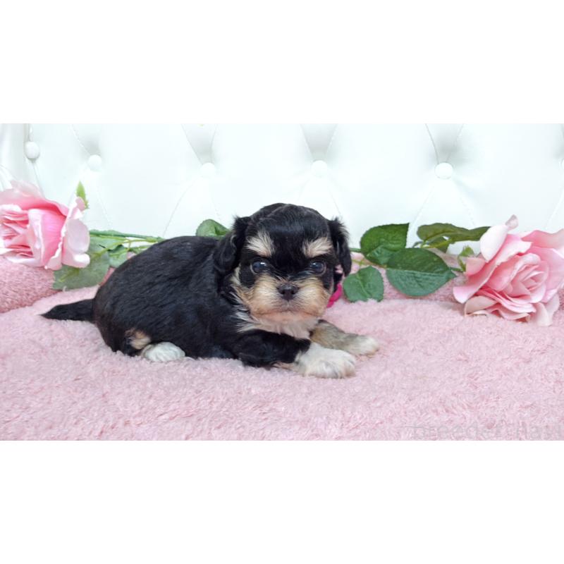 販売中の埼玉県のミックス犬-447442の3枚目