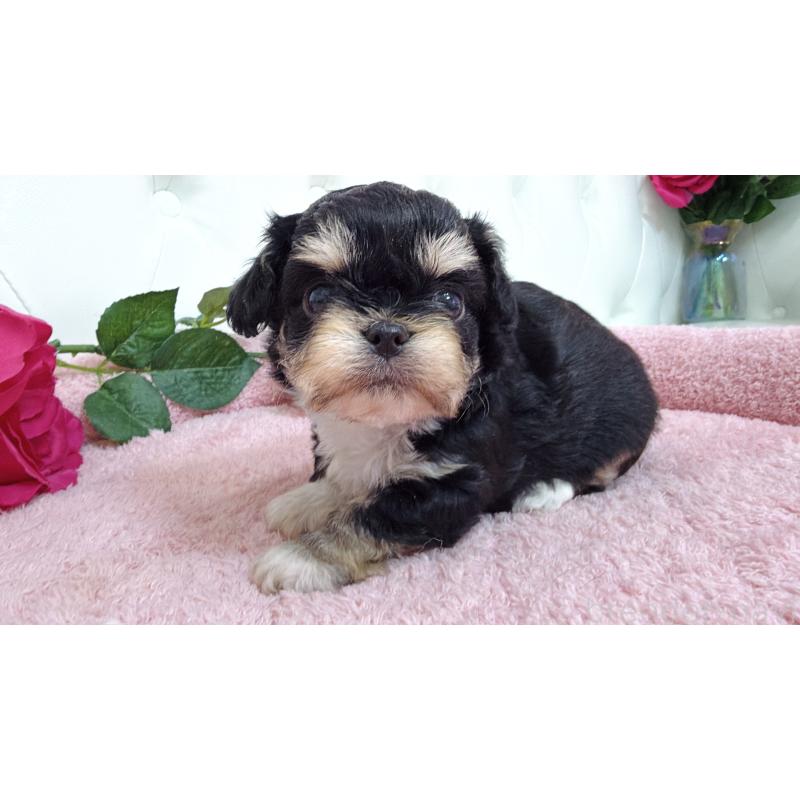 販売中の埼玉県のミックス犬-447442の2枚目