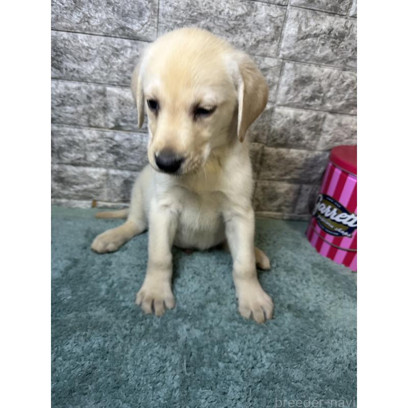 販売中の千葉県のラブラドールレトリーバー-440302の6枚目