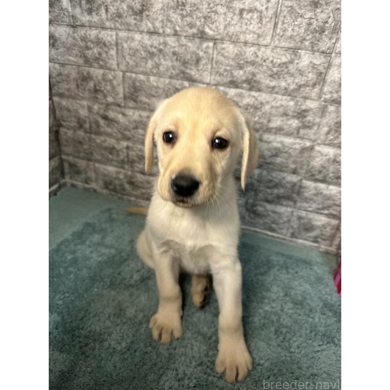 販売中の千葉県のラブラドールレトリーバー-440302の5枚目