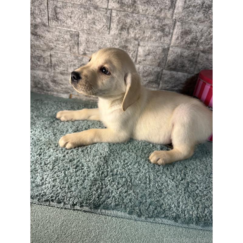 販売中の千葉県のラブラドールレトリーバー-440302の4枚目