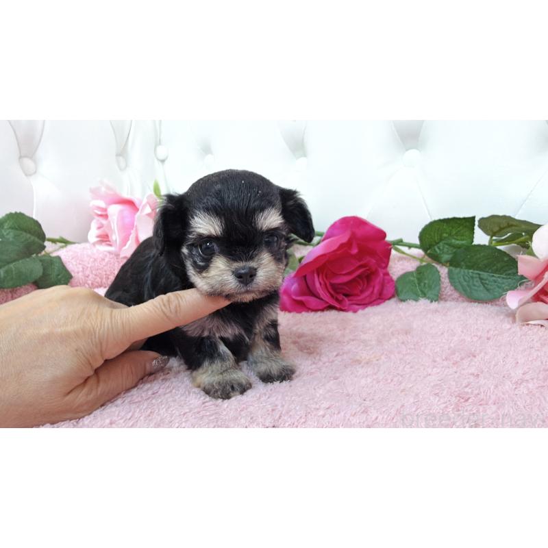 販売中の埼玉県のミックス犬-447443の11枚目