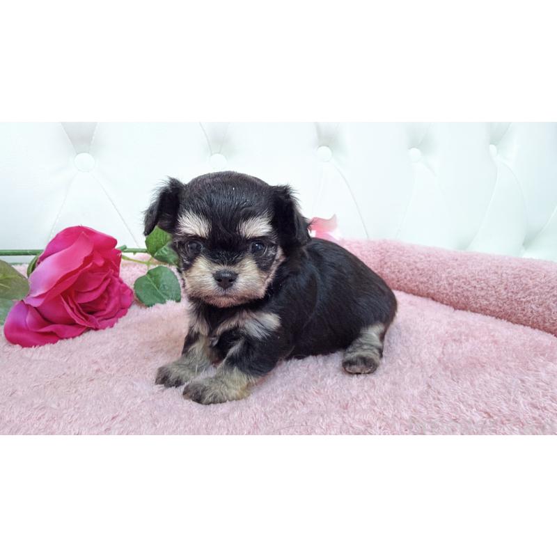 販売中の埼玉県のミックス犬-447443の10枚目