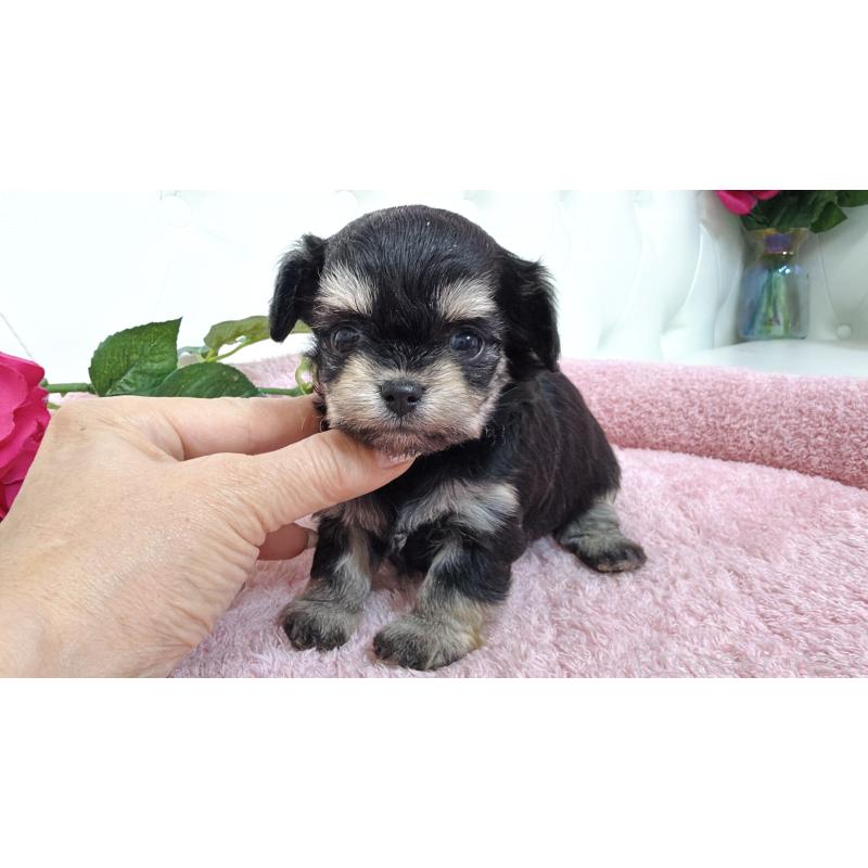 販売中の埼玉県のミックス犬-447443の9枚目