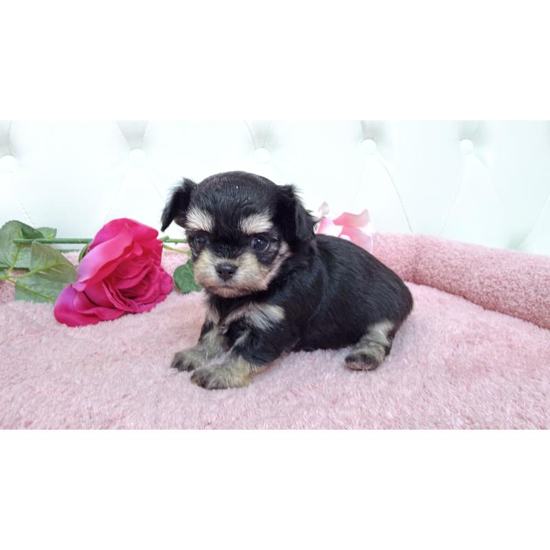 販売中の埼玉県のミックス犬-447443の7枚目