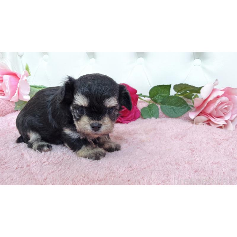 販売中の埼玉県のミックス犬-447443の5枚目