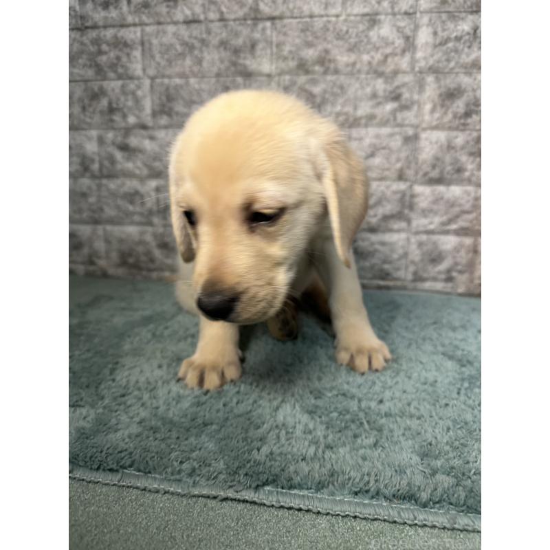 販売中の千葉県のラブラドールレトリーバー-440302の3枚目