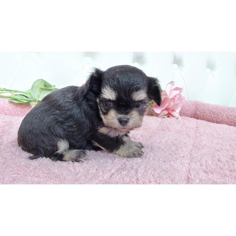 販売中の埼玉県のミックス犬-447443の2枚目