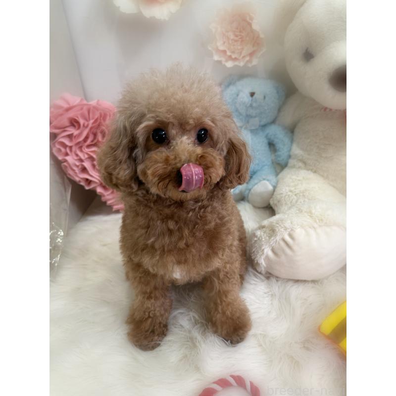 商談中の香川県のトイプードル-429865の5枚目