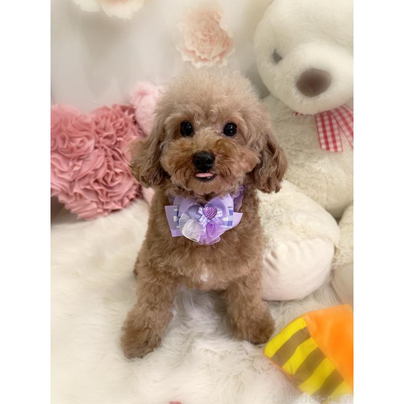 商談中の香川県のトイプードル-429865の4枚目