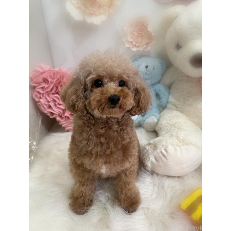 商談中の香川県のトイプードル-429865の3枚目