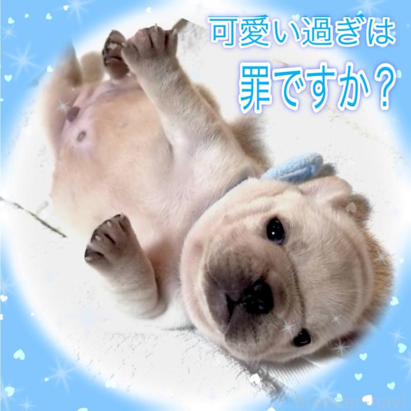 販売中の大阪府のフレンチブルドッグ-447444の15枚目