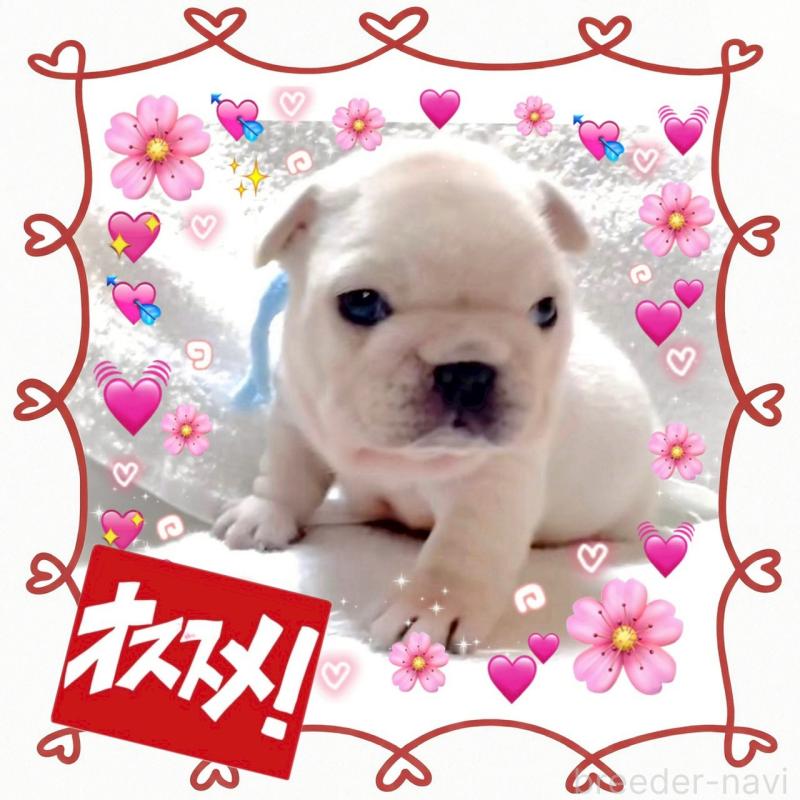 販売中の大阪府のフレンチブルドッグ-447444の14枚目