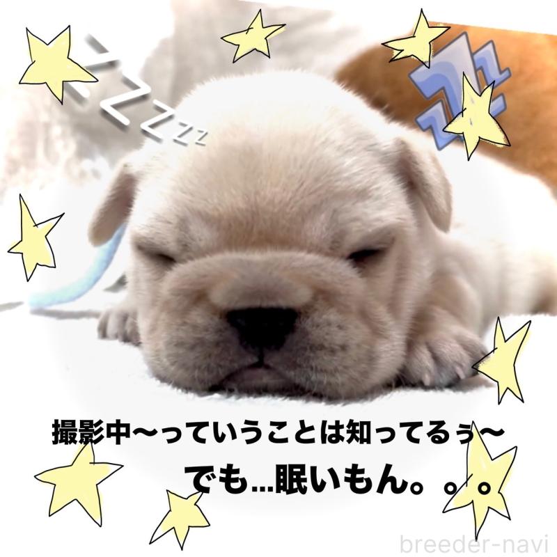 販売中の大阪府のフレンチブルドッグ-447444の13枚目