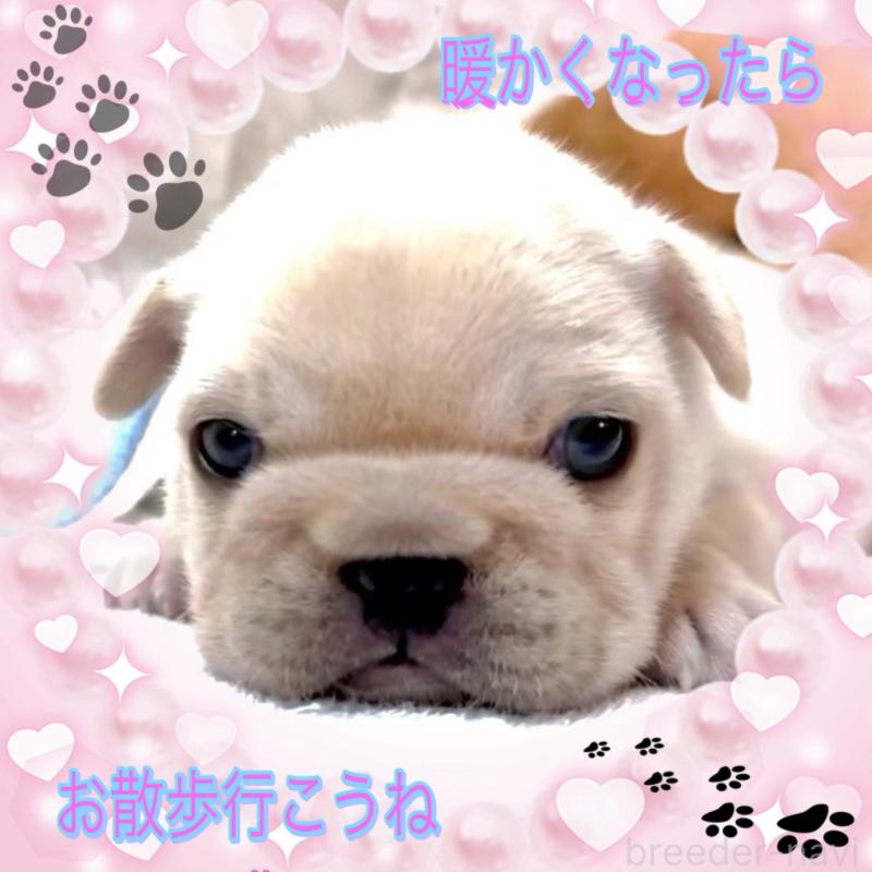 販売中の大阪府のフレンチブルドッグ-447444の12枚目