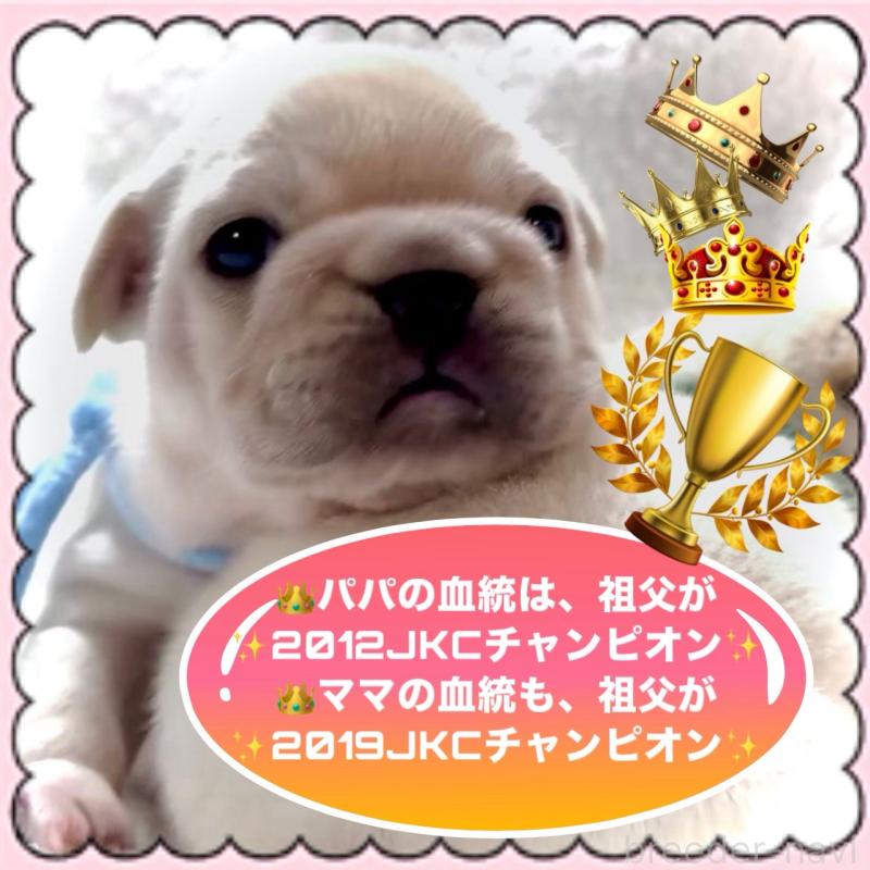 販売中の大阪府のフレンチブルドッグ-447444の11枚目