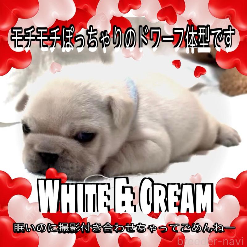 販売中の大阪府のフレンチブルドッグ-447444の10枚目