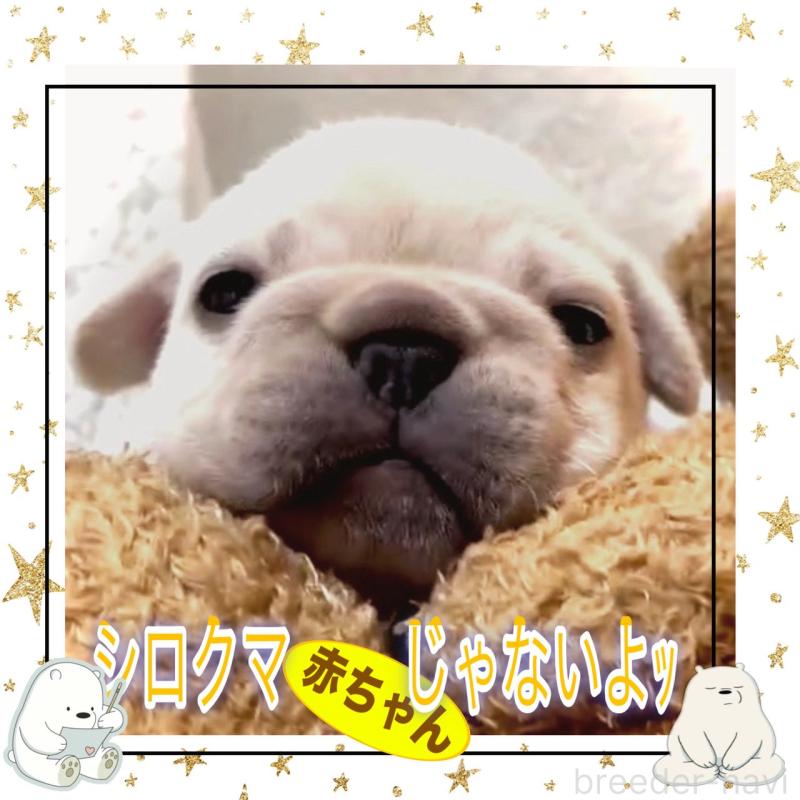 販売中の大阪府のフレンチブルドッグ-447444の7枚目