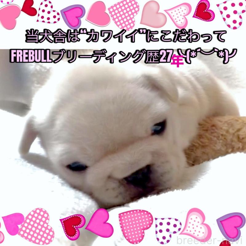 販売中の大阪府のフレンチブルドッグ-447444の5枚目