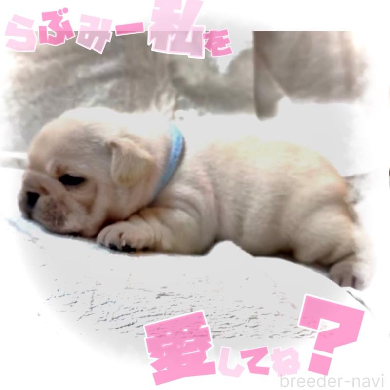 販売中の大阪府のフレンチブルドッグ-447444の4枚目