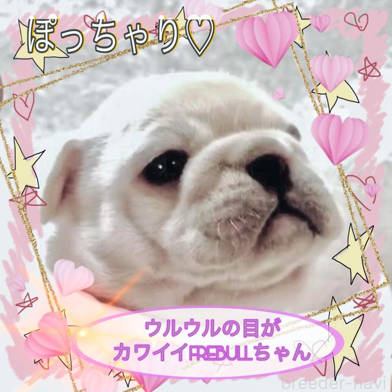 販売中の大阪府のフレンチブルドッグ-447444の2枚目