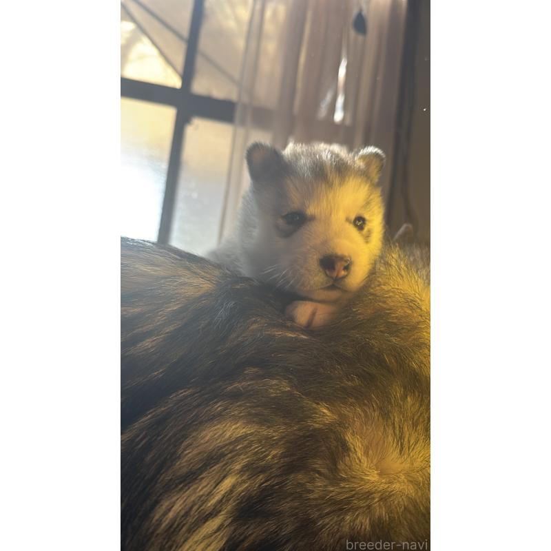 販売中の埼玉県のシベリアンハスキー-447447の6枚目