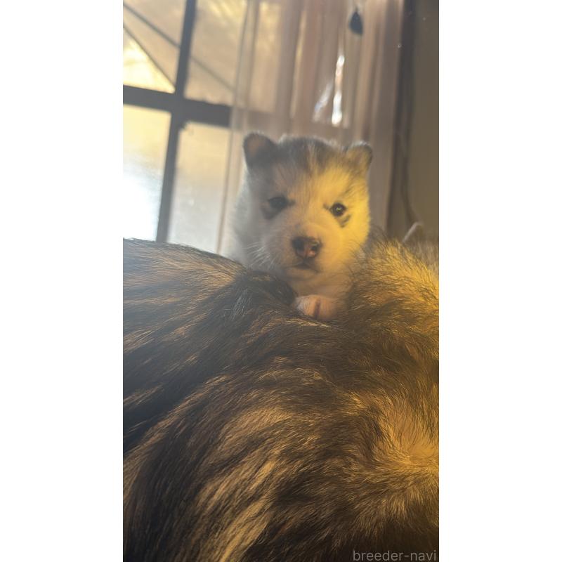 販売中の埼玉県のシベリアンハスキー-447447の5枚目