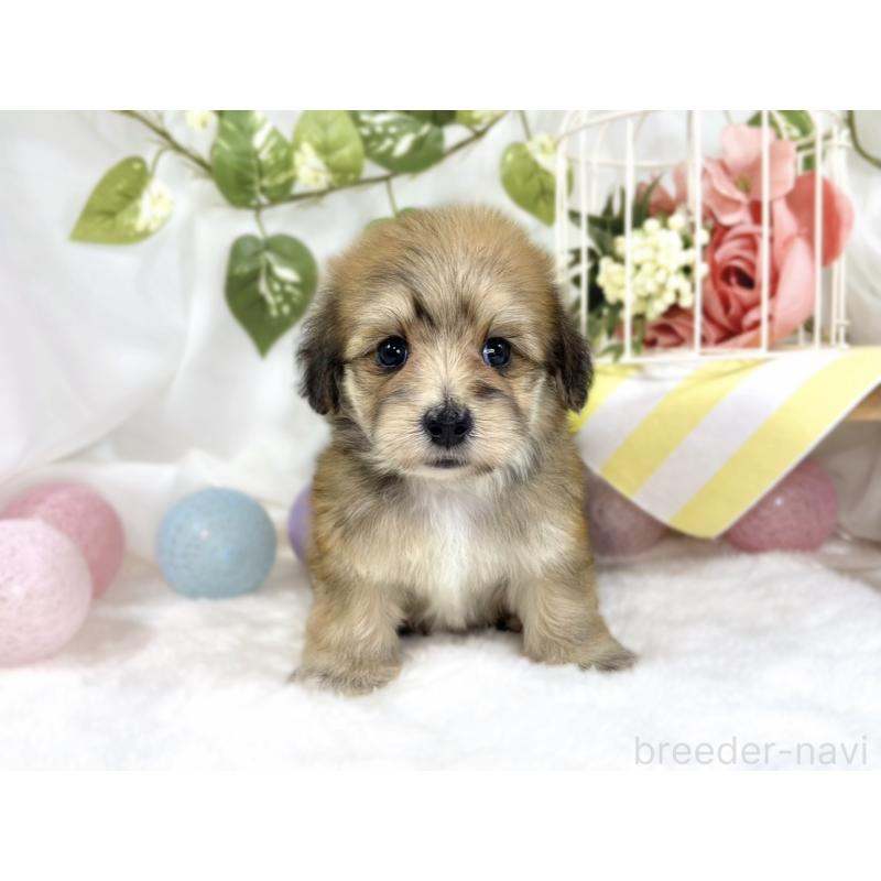 販売中の滋賀県のマルックス:マルチーズ×ミニチュアダックスフンド-447445の4枚目