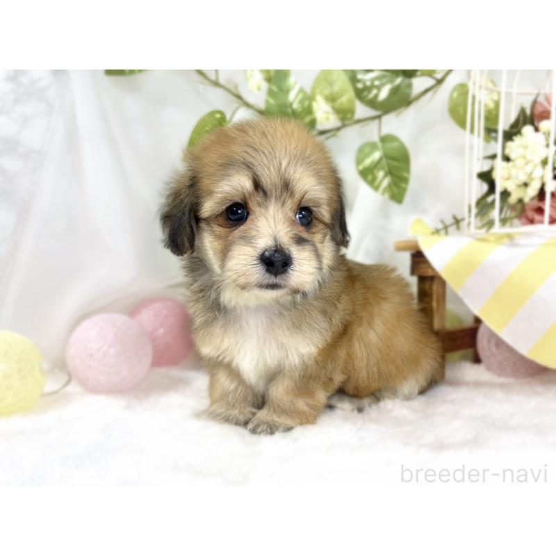 販売中の滋賀県のマルックス:マルチーズ×ミニチュアダックスフンド-447445の2枚目