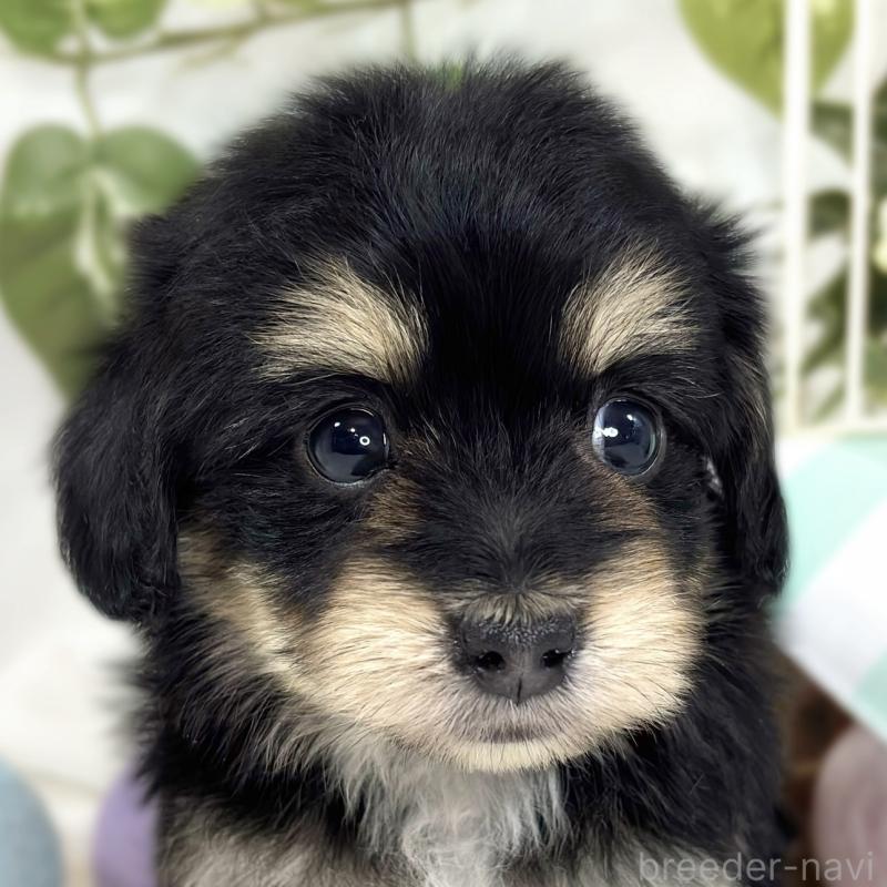 販売中の滋賀県のマルックス:マルチーズ×ミニチュアダックスフンド-447446