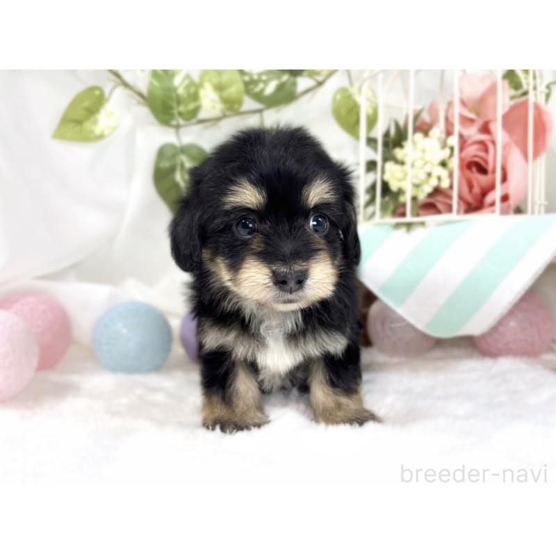 販売中の滋賀県のマルックス:マルチーズ×ミニチュアダックスフンド-447446の4枚目