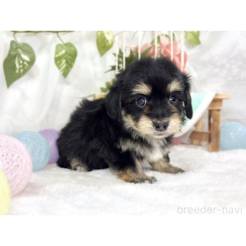 販売中の滋賀県のマルックス:マルチーズ×ミニチュアダックスフンド-447446の3枚目