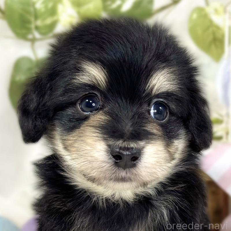 販売中の滋賀県のマルックス:マルチーズ×ミニチュアダックスフンド-447448の1枚目