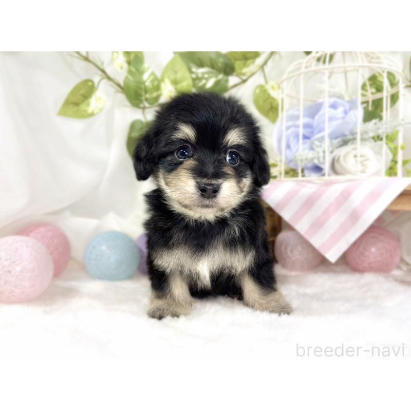 販売中の滋賀県のマルックス:マルチーズ×ミニチュアダックスフンド-447448の4枚目