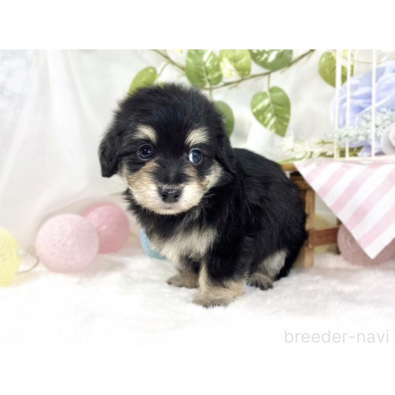 販売中の滋賀県のマルックス:マルチーズ×ミニチュアダックスフンド-447448の2枚目