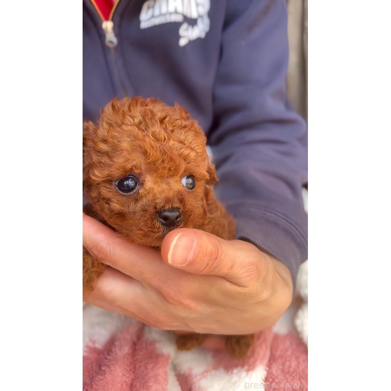 販売中の千葉県のトイプードル-437813の6枚目