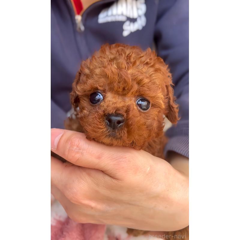 販売中の千葉県のトイプードル-437813の4枚目