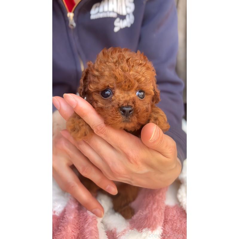 販売中の千葉県のトイプードル-437813の3枚目