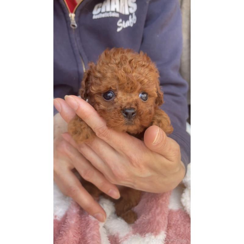 販売中の千葉県のトイプードル-437813の2枚目