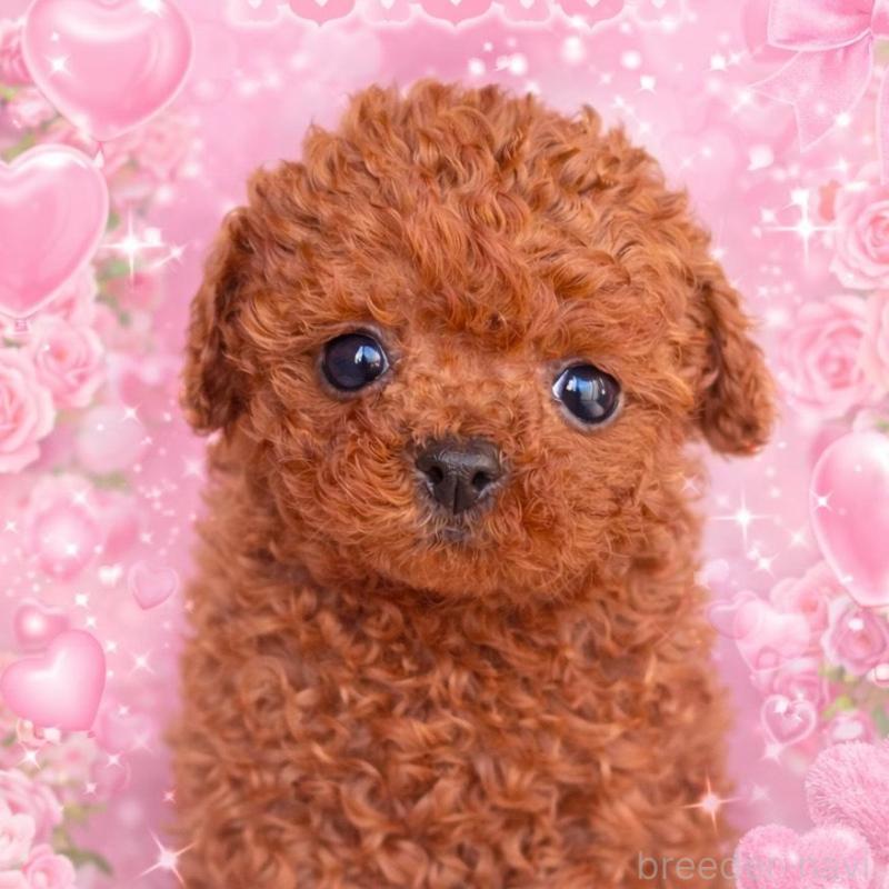 販売中の千葉県のトイプードル-437813の1枚目