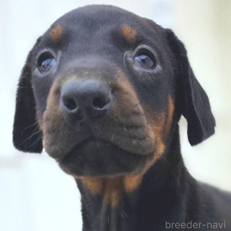 商談中の茨城県のドーベルマン-445776